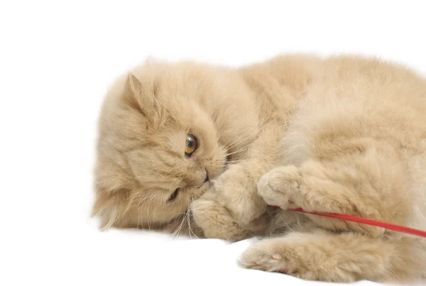 Persian cat on white background — Stock Photo, Image