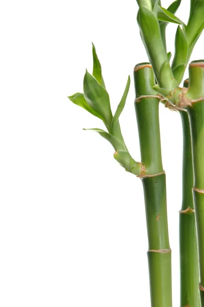 Bamboe stengel — Stockfoto