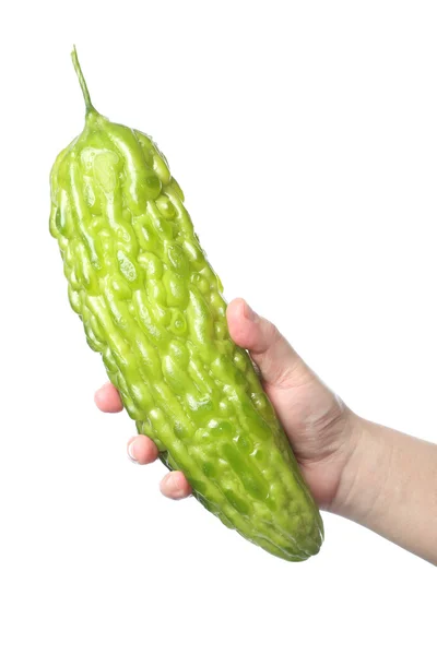 Ręka trzyma gorzki melon — Zdjęcie stockowe