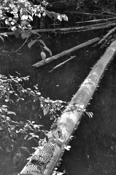 Árbol muerto en el agua — Foto de Stock