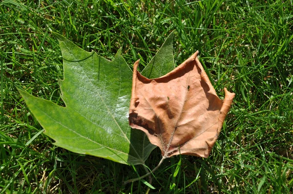 Tumn leaves — Stock Photo, Image