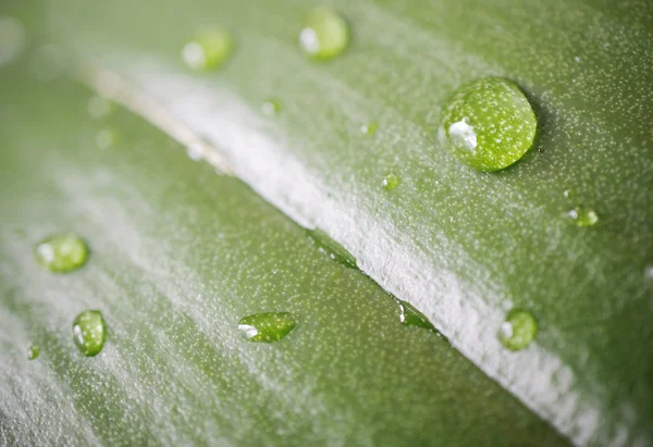 Macro green leaf and water drop — Stock Photo, Image