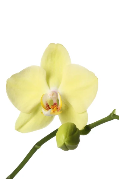 Orquídea verde —  Fotos de Stock