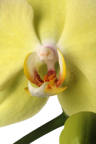 Makro Zielona orchidea — Zdjęcie stockowe