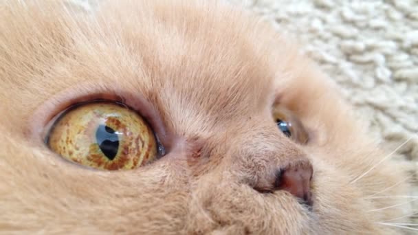 Cara de gato macro persa — Vídeo de stock