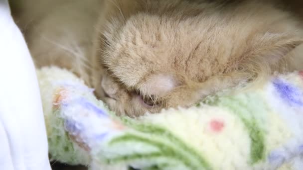 マクロのペルシャ猫の顔 — ストック動画