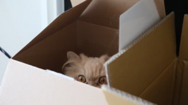 Farsça grubu oynayan kedi