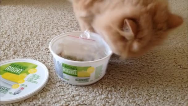 Farsça kedi oyuncak oynarken kapatmak — Stok video
