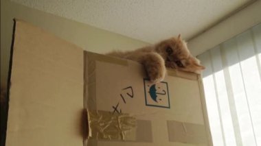 Farsça kedi oyun oyuncak