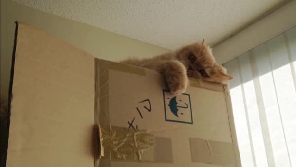 Персидская кошка — стоковое видео