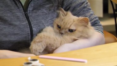 Person maintenance pet clipping claw nail at home with 4k resolution