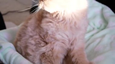 The motion of a Persian cat shaking hands with people