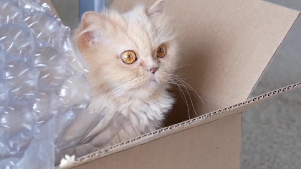 Top Shot Persian Cat Head Staring People Box Resolution — Vídeos de Stock