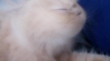 Macro Persian cat relaxing on the chair