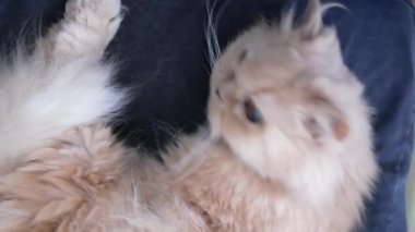 Motion of sleepy Persian cat on the chair with 4k resolution