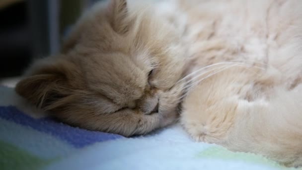 Motion Sleeping Persian Cat Chair Resolution — 비디오