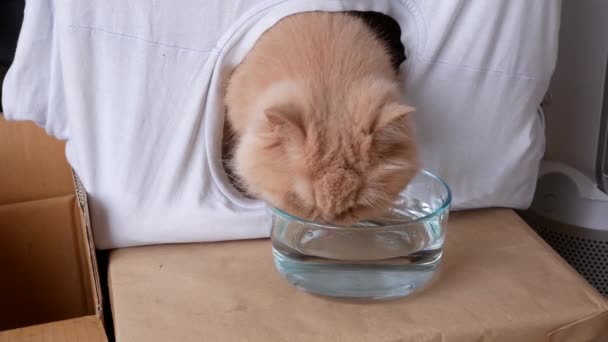 Close Persian Cat Drinking Water Resolution — Stock Video