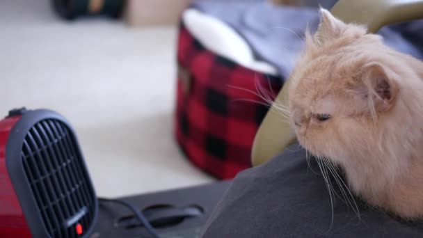Motion Persian Cat Lie Enjoying Heat Chair Resolution — 비디오