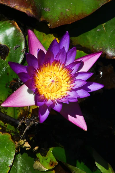 Yaprakları ile pembe lotus Telifsiz Stok Imajlar
