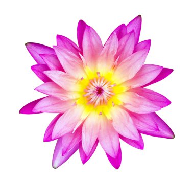 Nilüfer pembe ve sarı polen