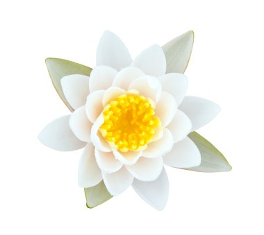 Beyaz nilüfer sarı polen ile