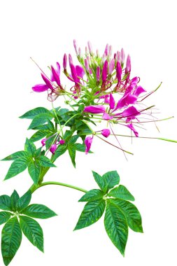 izole pembe cleome çiçek