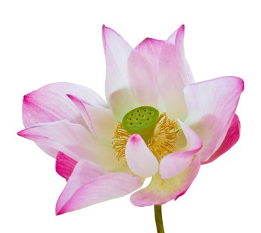 pembe lotus çiçeği yeşil tohum