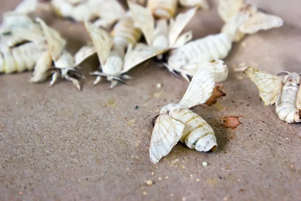 Butterfly silkworm — Stock Photo, Image
