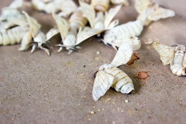 Schmetterlingsseidenraupe — Stockfoto