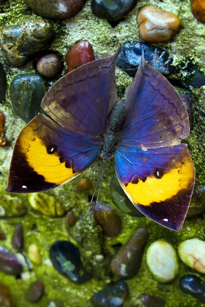 Mariposa de hoja de roble naranja en la naturaleza — Foto de Stock