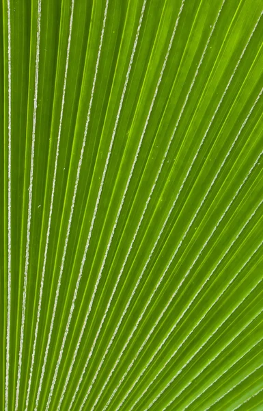 Palm leaf pattern background — Stock Photo, Image