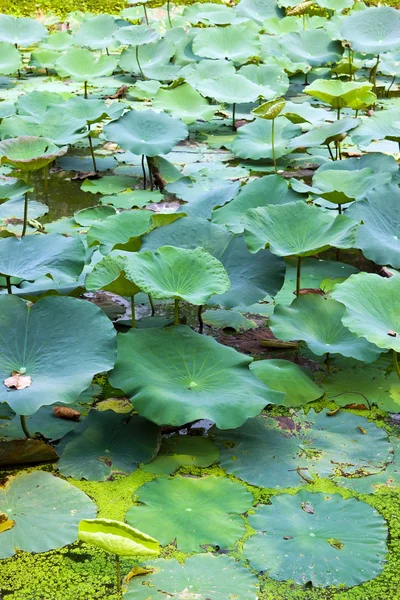 Lotus blad in vijver — Stockfoto