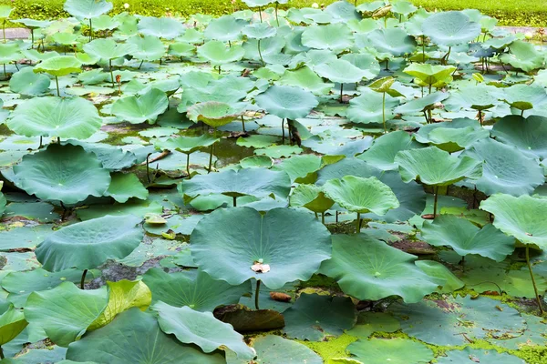 Groene lotus blad in vijver — Stockfoto