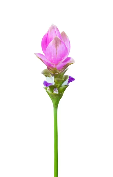 Tulipan różowy siam — Zdjęcie stockowe
