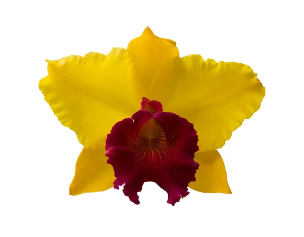 Orquídea amarilla — Foto de Stock