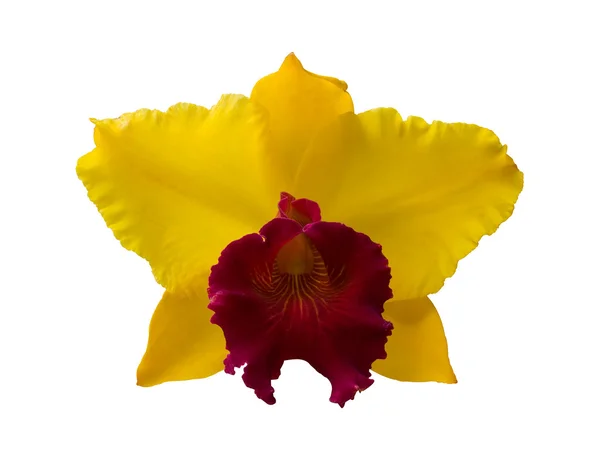 Yellow orchid — Stock Photo, Image