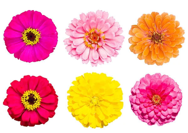 Collection of zinnia flower — Stock Photo, Image