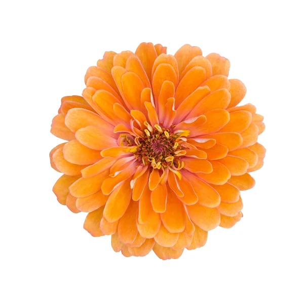 Turuncu zinnia çiçeği — Stok fotoğraf