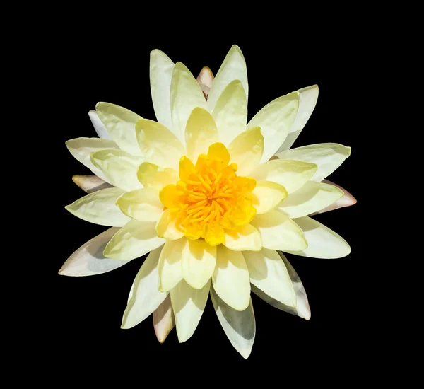 Waterlily amarelo em preto — Fotografia de Stock