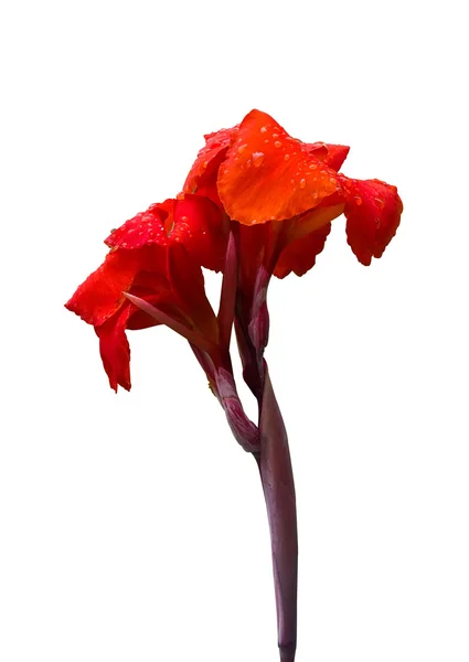 Rote Canna-Lilie — Stockfoto