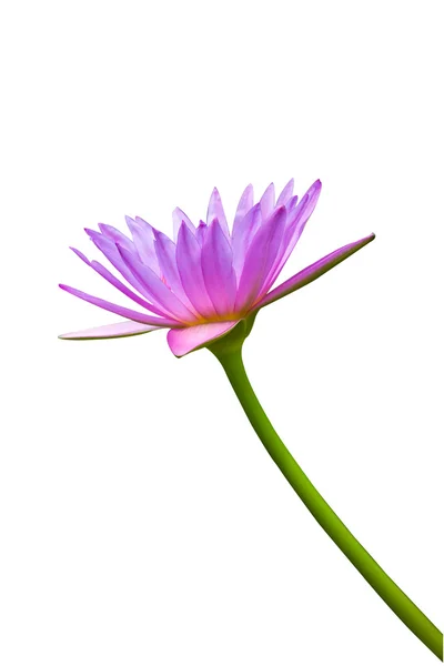 粉红色莲花与分支 — 图库照片