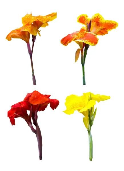 Coleção de Canna lily — Fotografia de Stock