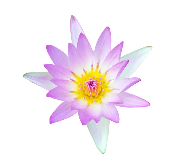 Schöne Lotusblume auf weißem Grund — Stockfoto