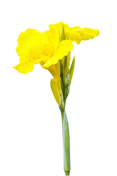 Lírio-de-canna amarelo — Fotografia de Stock