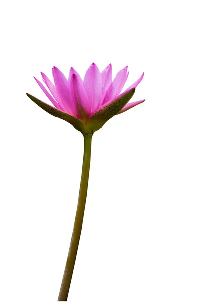 Vacker rosa lotus på vit — Stockfoto