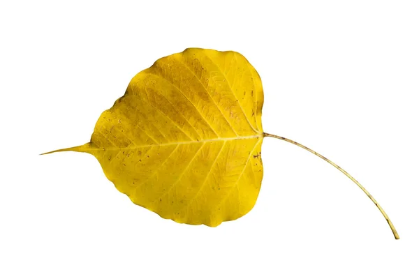 Feuille de Bodhi jaune — Photo