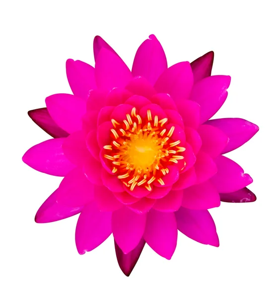 Pink water lily on white — Stock Photo, Image
