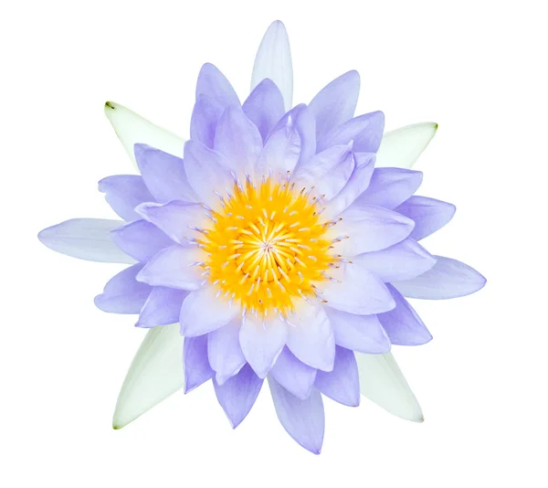 Purple water lily isolated on white — Stock Photo, Image