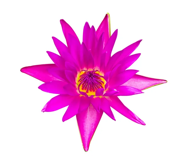 Donker roze water lily geïsoleerd — Stockfoto