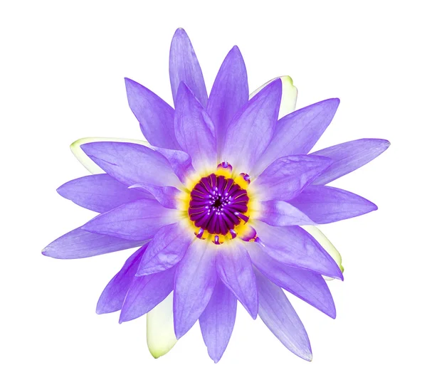 Giglio d'acqua viola con polline viola — Foto Stock
